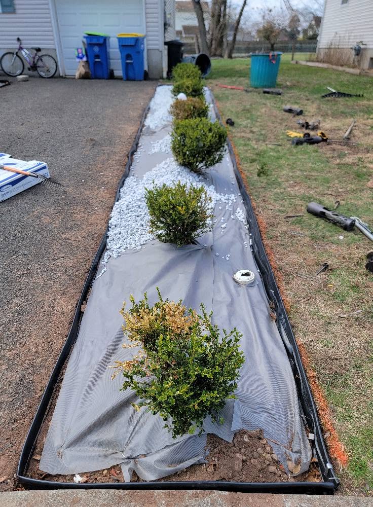 Landscape fabric, black plastic edging and white decorative stone being installed around new boxwoods